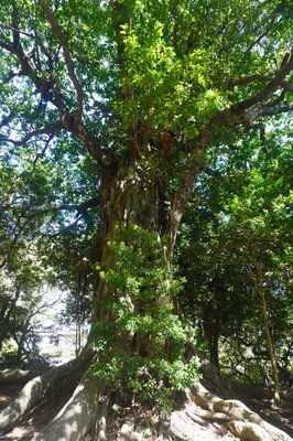 🌳 마쓰오의 아코우 이미지 2